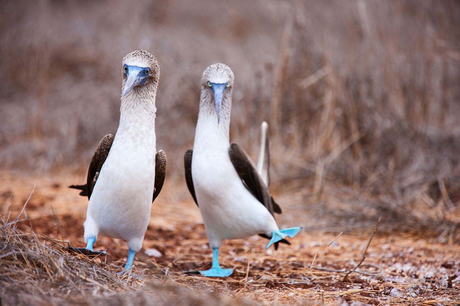 11 Unique Animals You Have To See In The Galapagos Islands, Ecuador