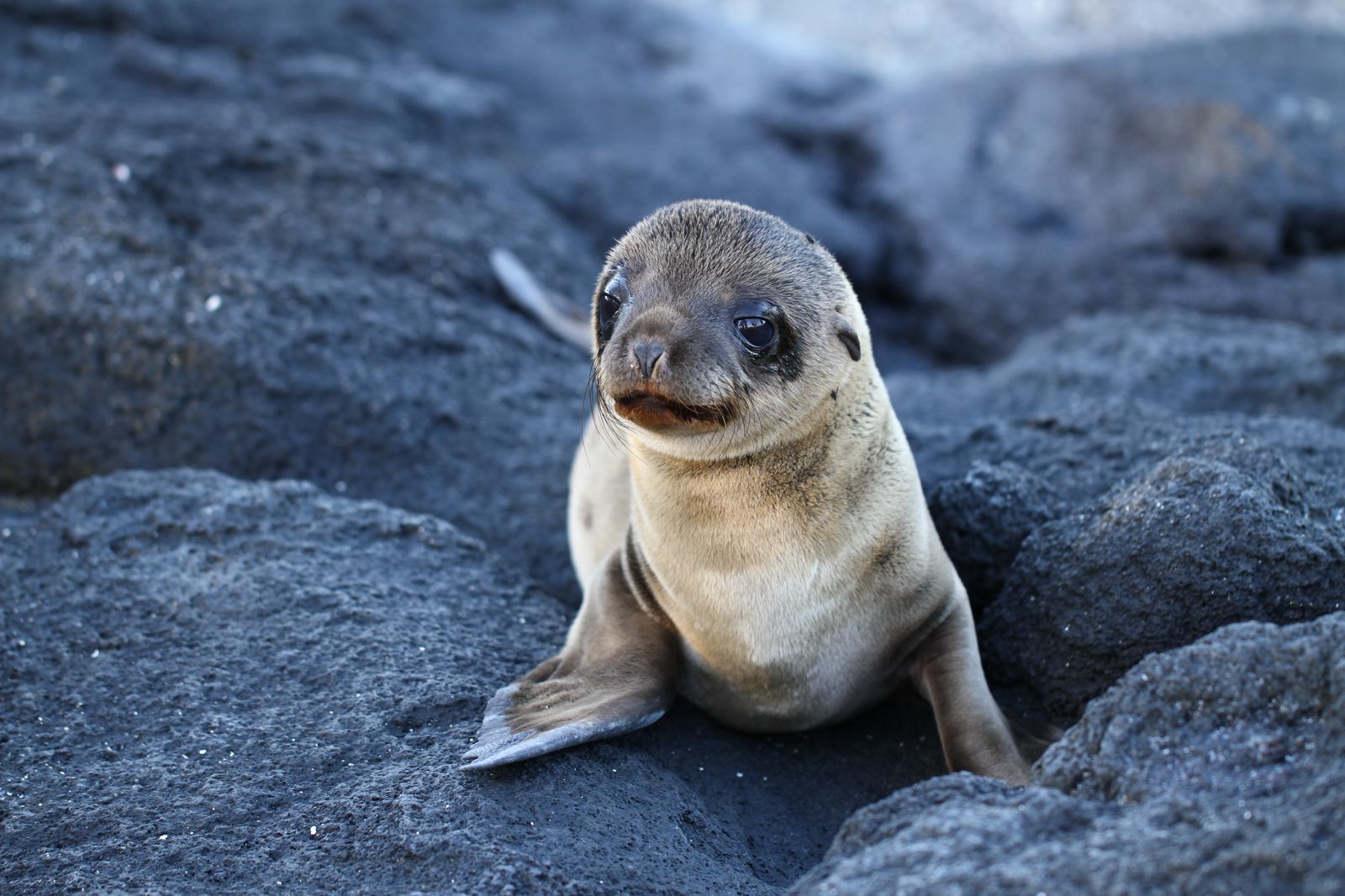 11-unique-animals-you-have-to-see-in-the-galapagos-islands-ecuador