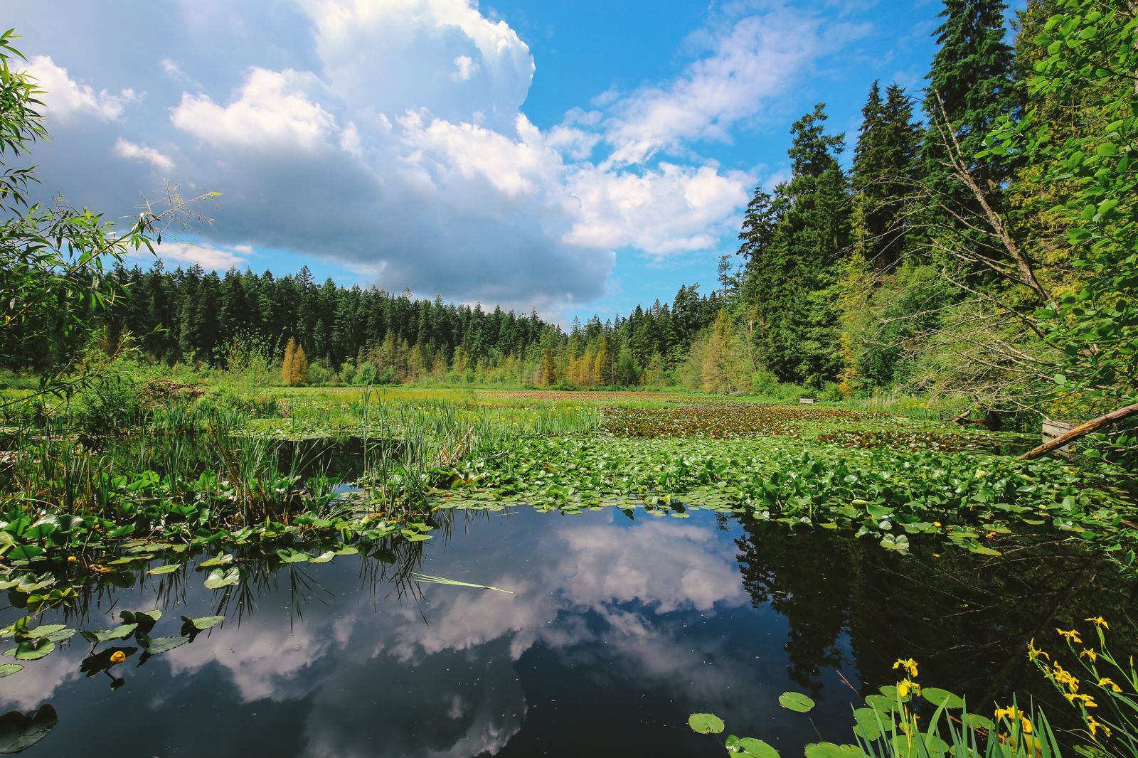 Here's The Real Reason Why You Visit Vancouver, Canada - Hand Luggage ...