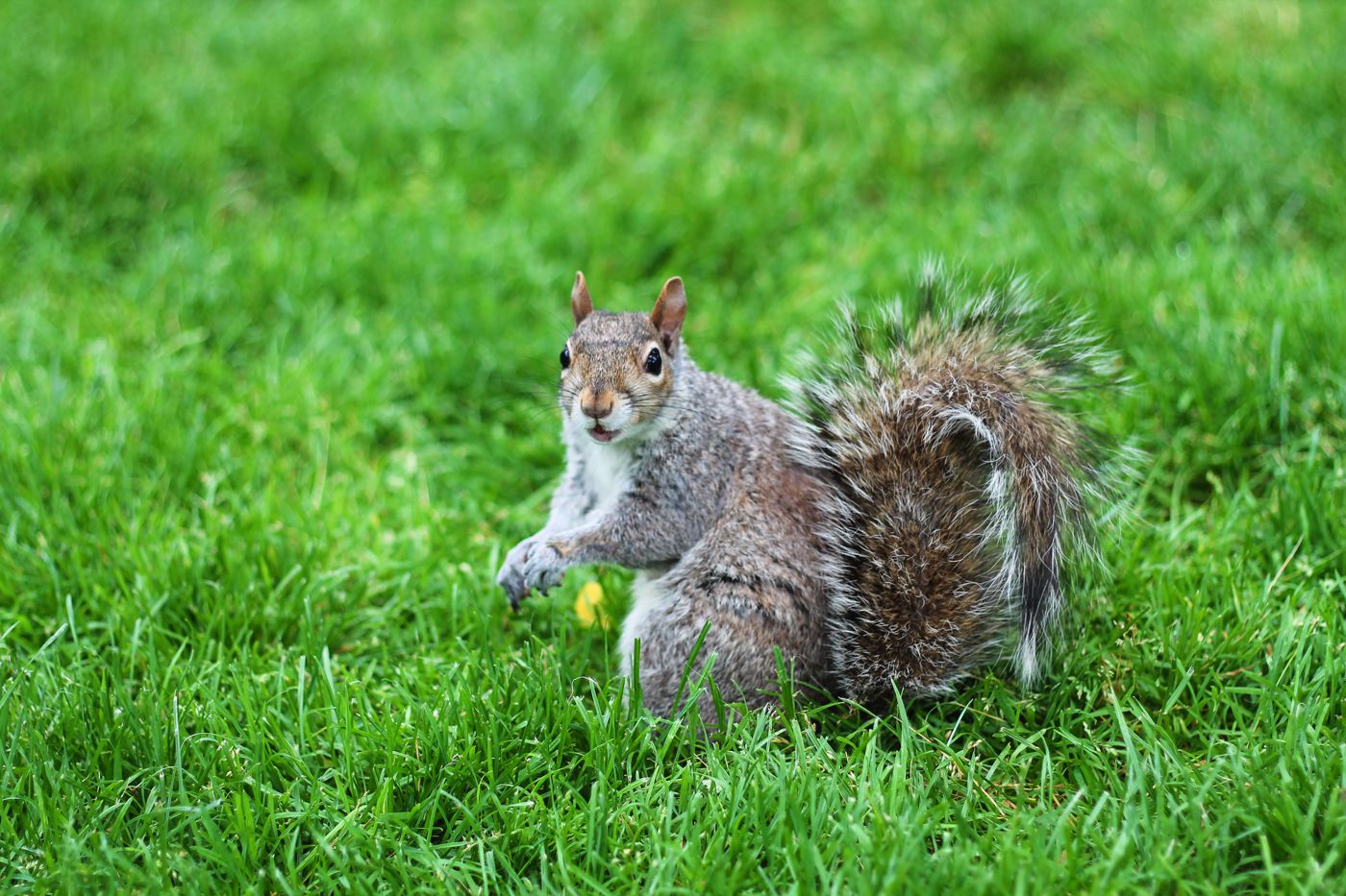 Squirrels, Strawberries And Frozen Yoghurts in Harvard - Hand Luggage ...