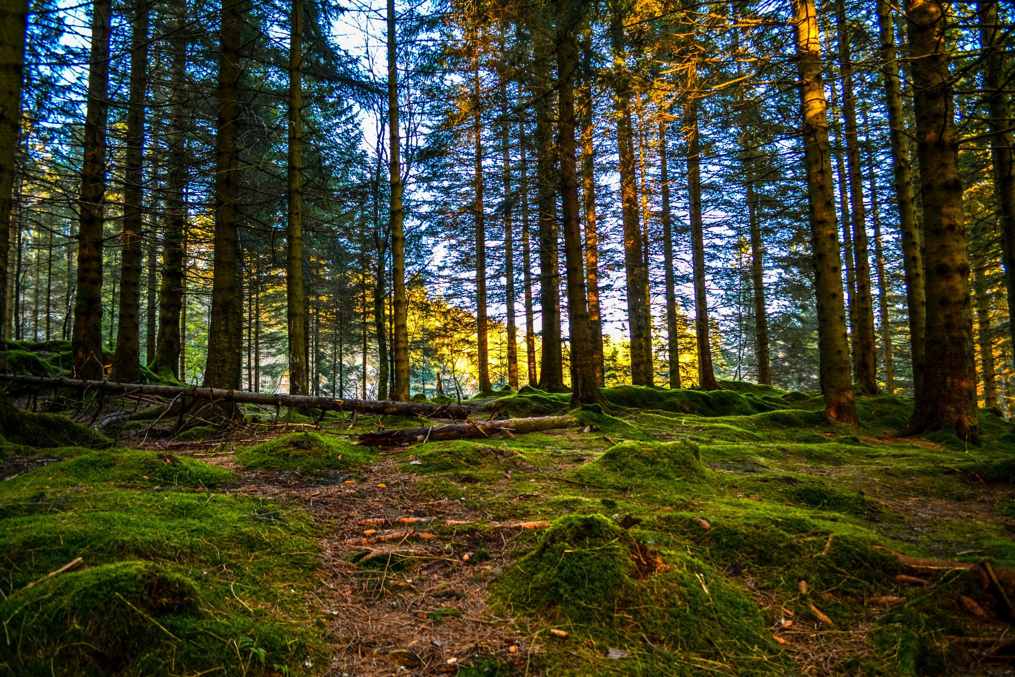 This Is Yet Another Reason To Fall In Love With Bergen In Norway ...