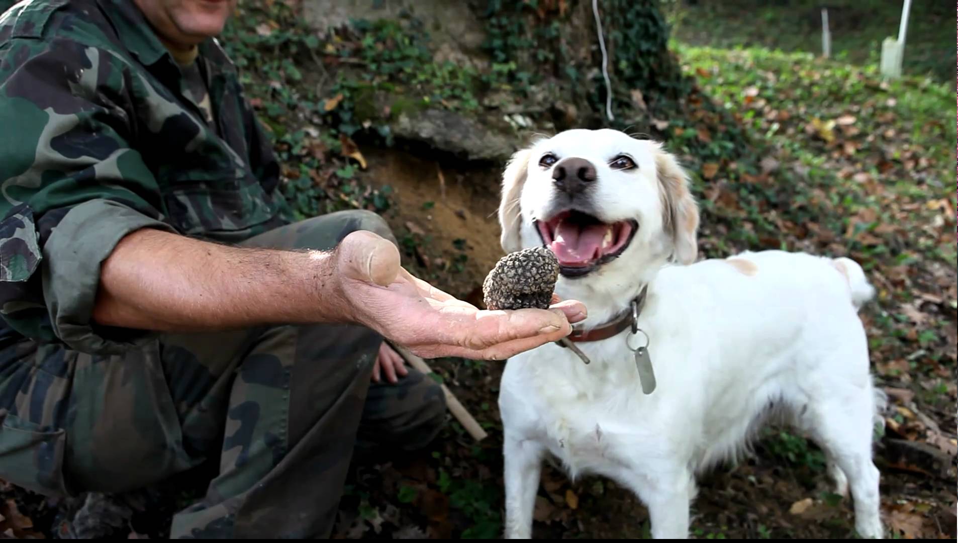 Where To Go Truffle Hunting In Britain - Hand Luggage Only - Travel ...