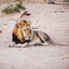 Seeing The Big 5 On Safari In Kruger National Park, South Africa