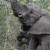 Vital Things To Know About Poaching In Africa
