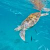 Swimming With Turtles in Barbados