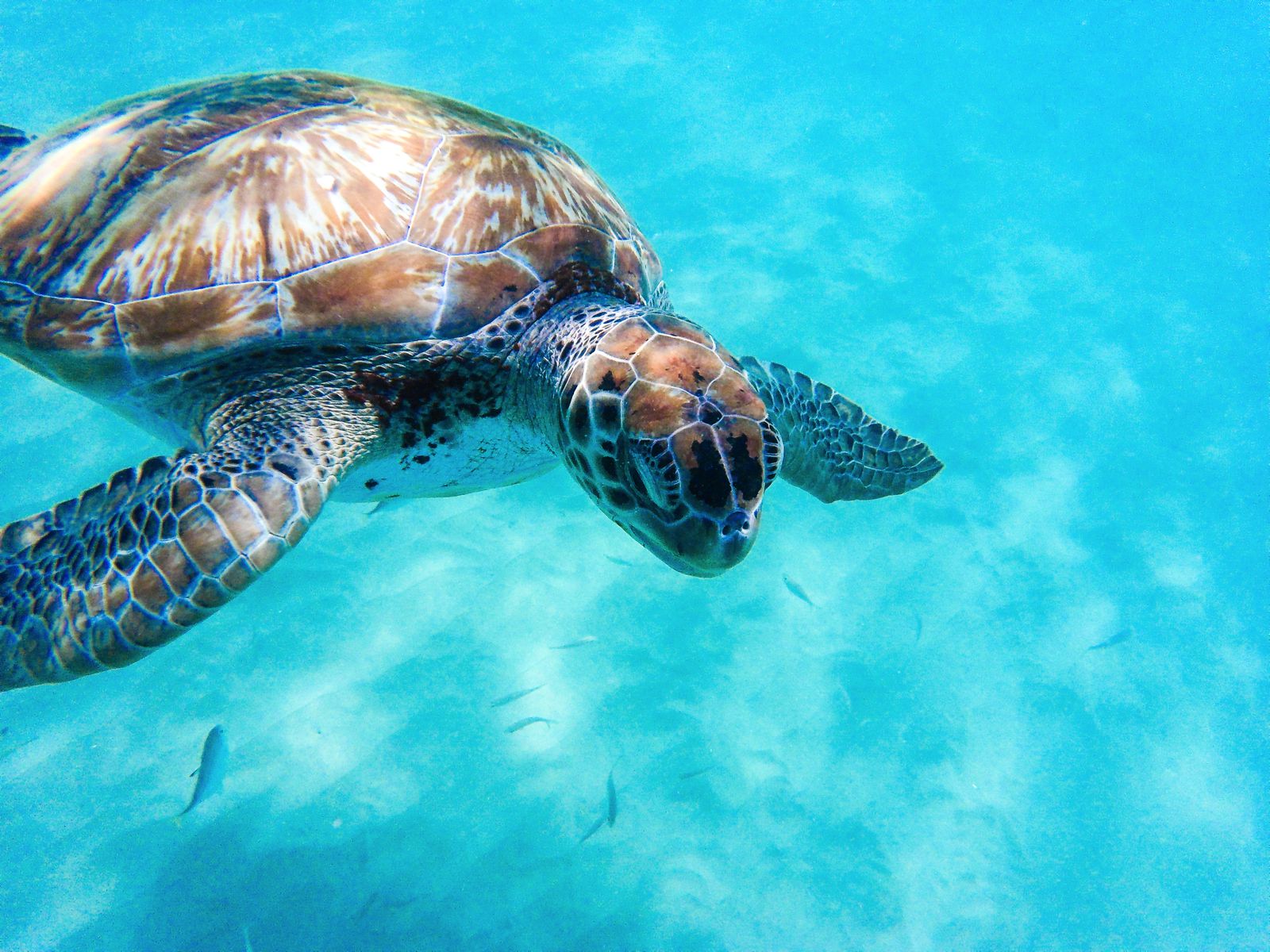 The Best Caribbean Sailing Experience To Swim With Turtles in Barbados ...