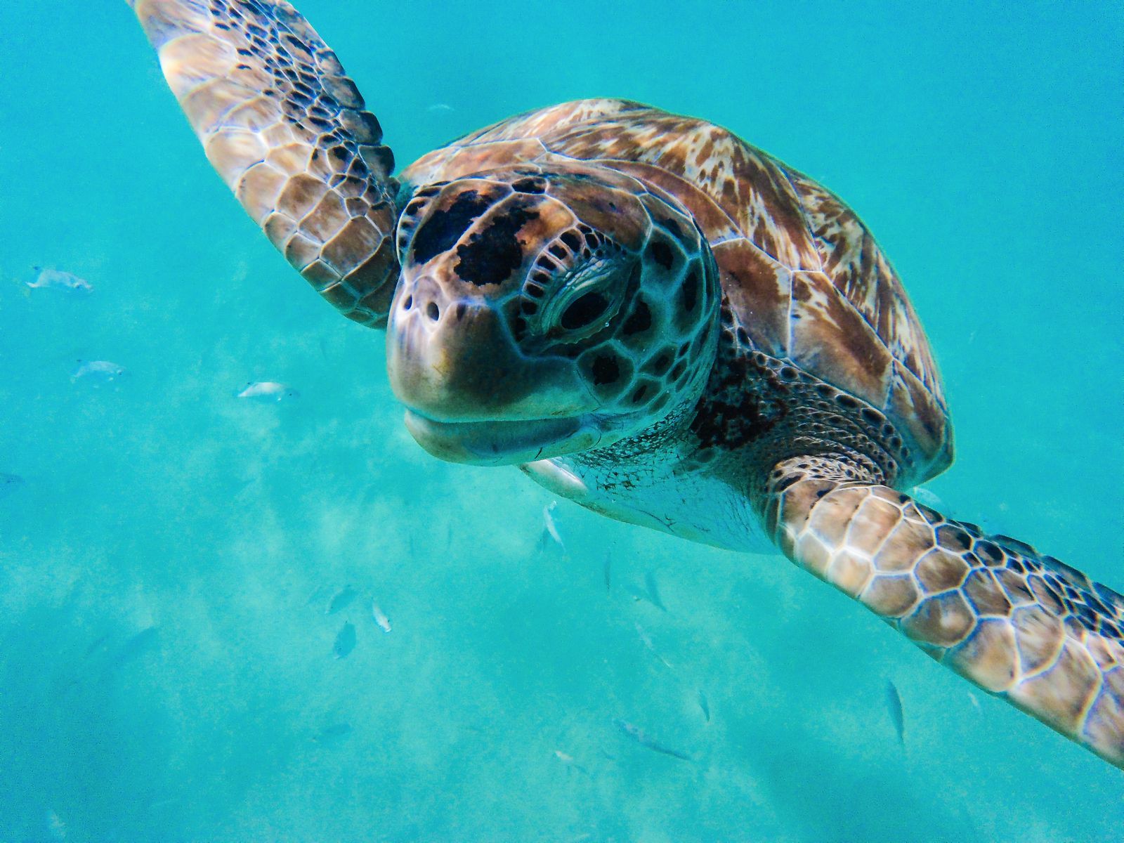 Swimming With Turtles In Barbados - Hand Luggage Only - Travel, Food ...