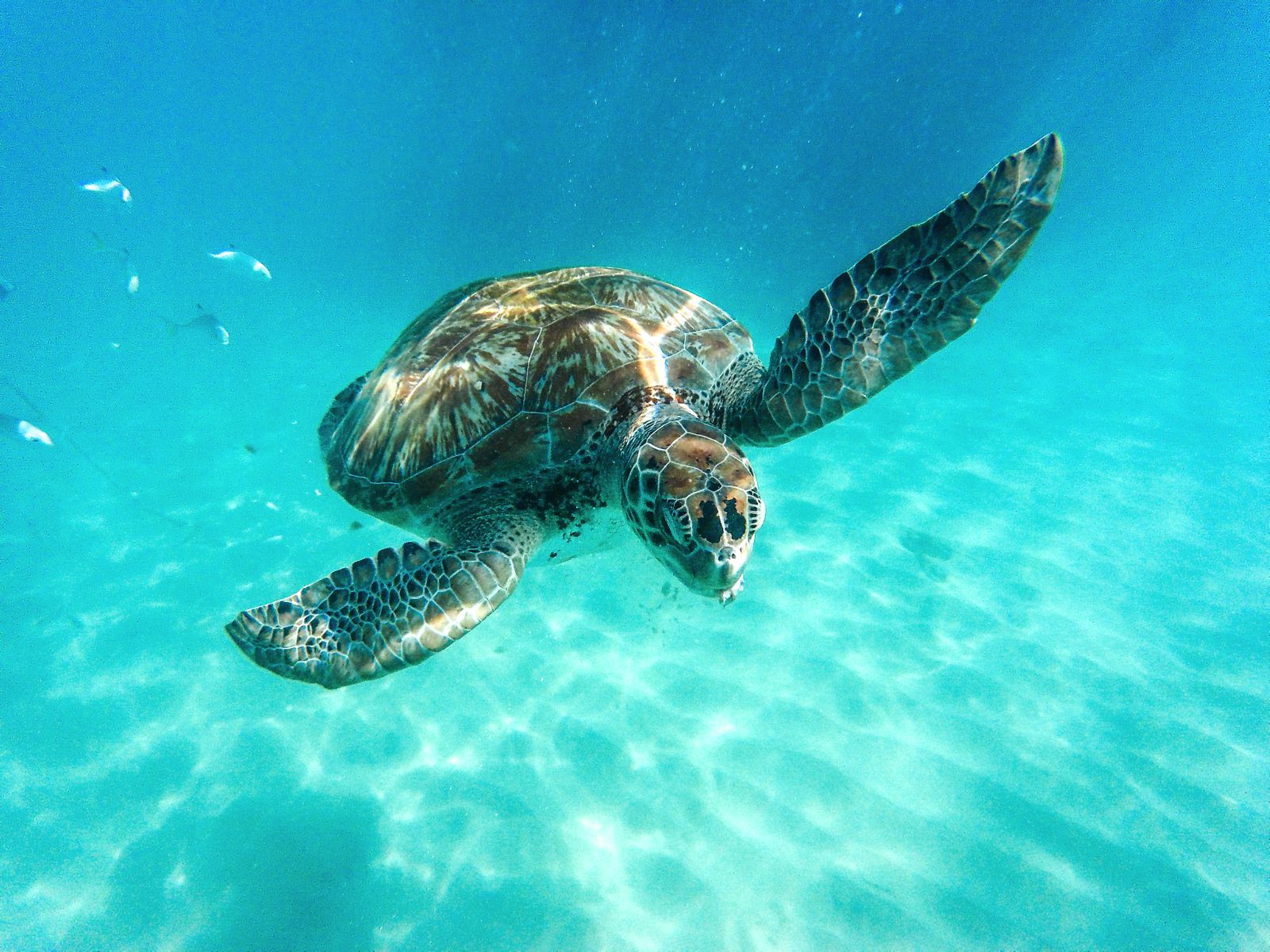 swimming with turtles in barbados