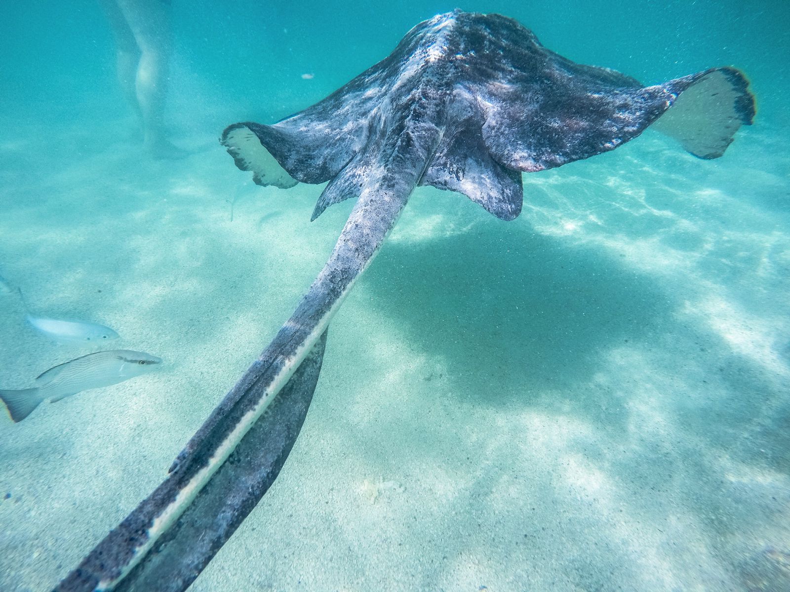 How To Swim With Wild Stingrays In Antigua In The Caribbean - Hand ...