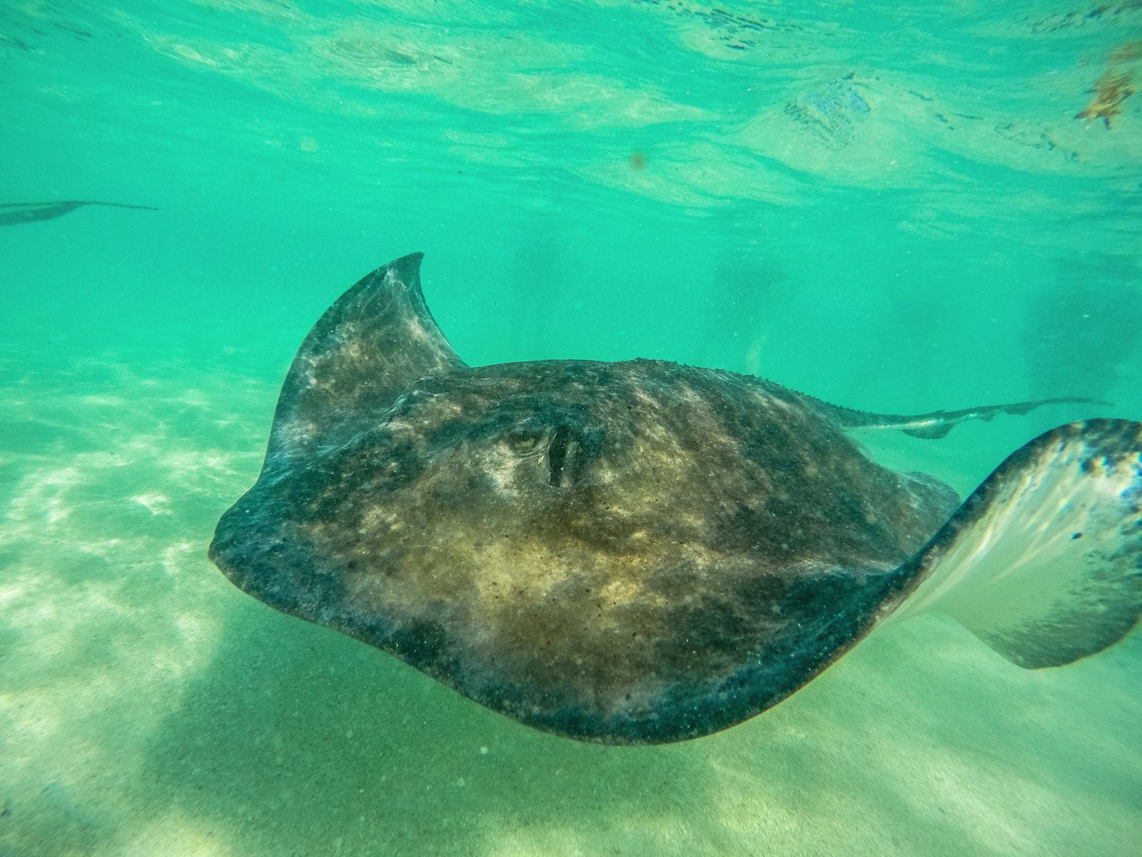 How To Swim With Wild Stingrays In Antigua In The Caribbean - Hand ...