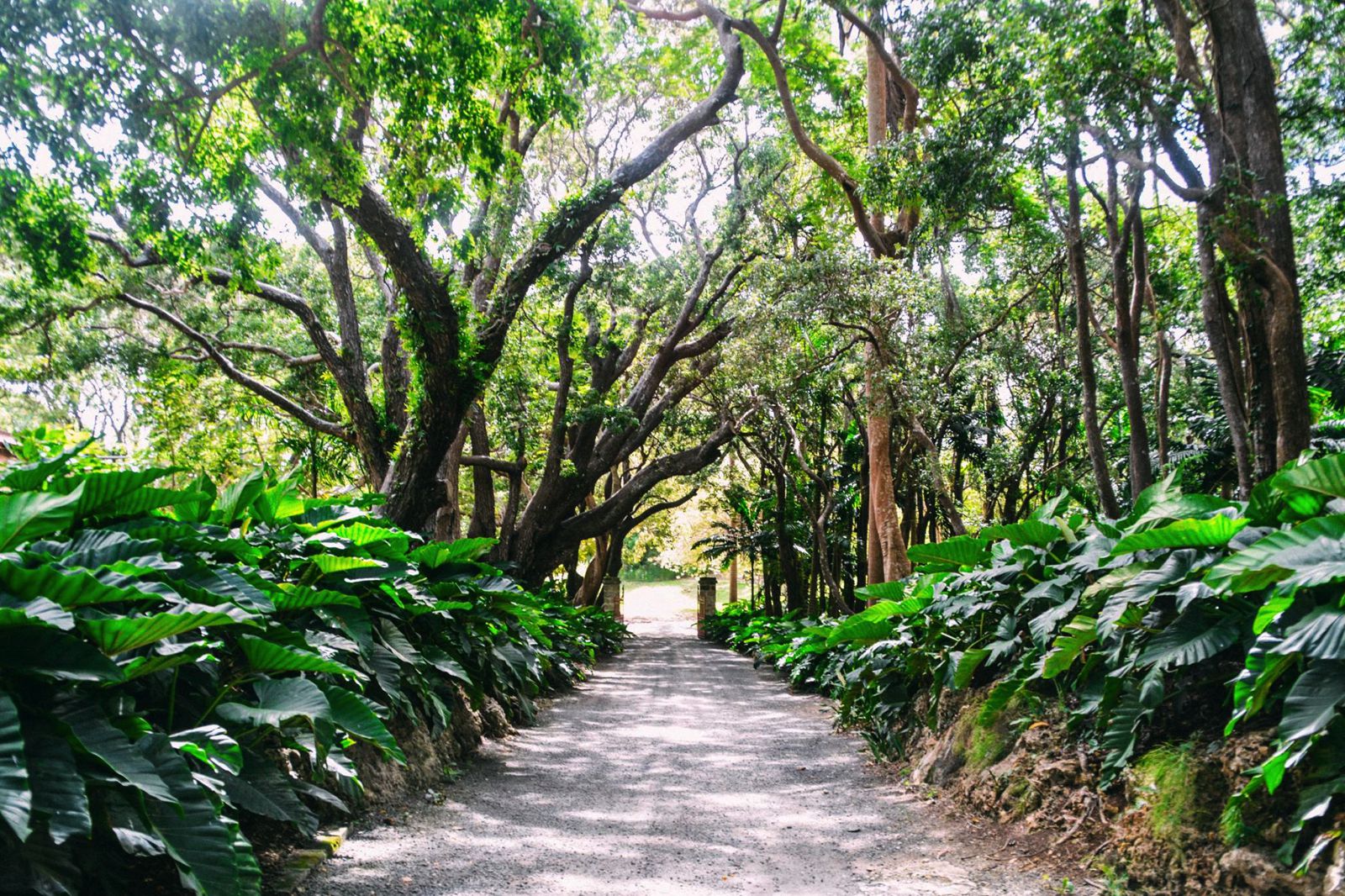 How To Visit St Nicholas Abbey Barbados - Hand Luggage Only - Travel ...