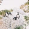 How To Visit Penguin Beach In South Africa