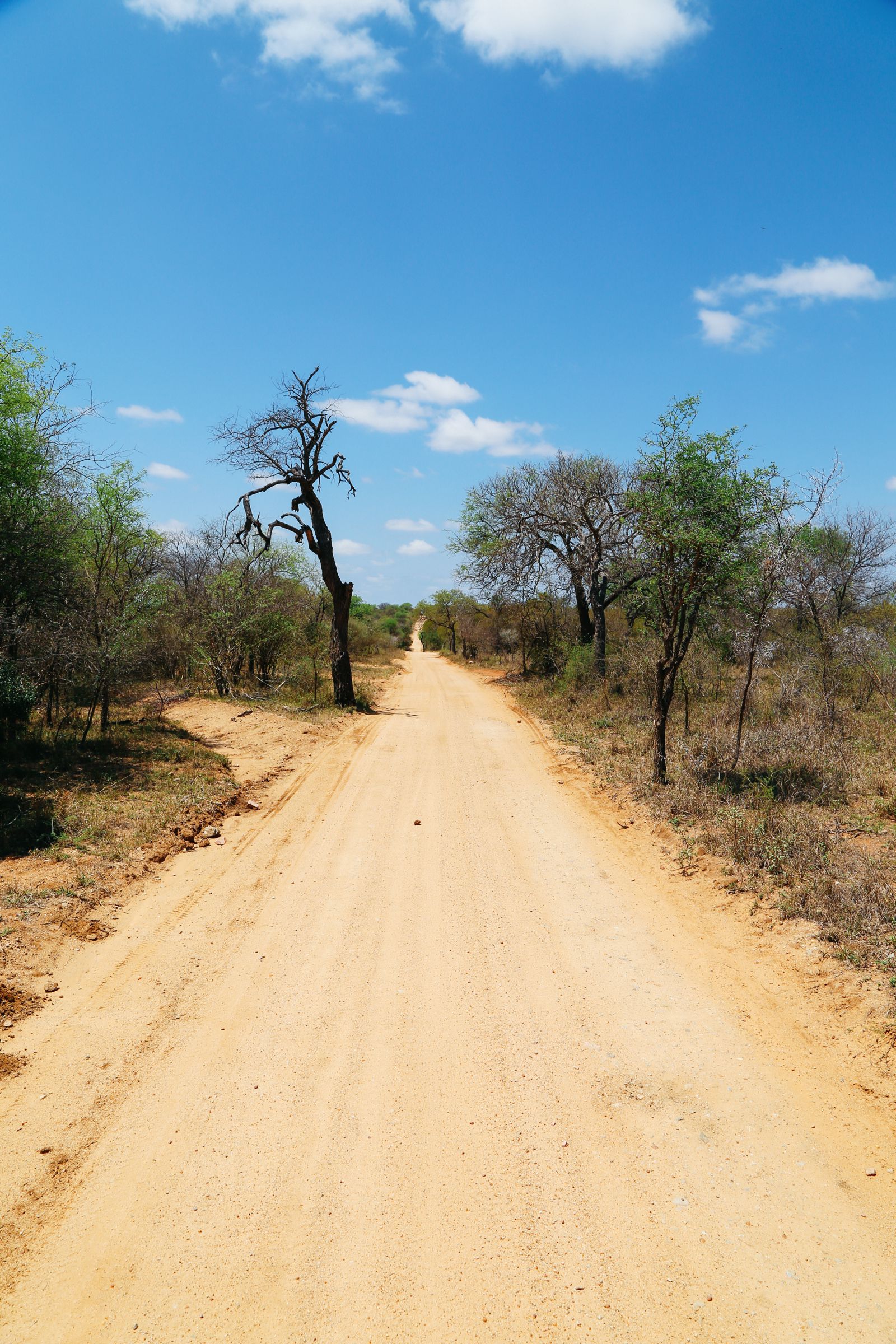 Arriving On Safari In South Africa... (Definitely Not Your Average Airport Transfer!) (19)