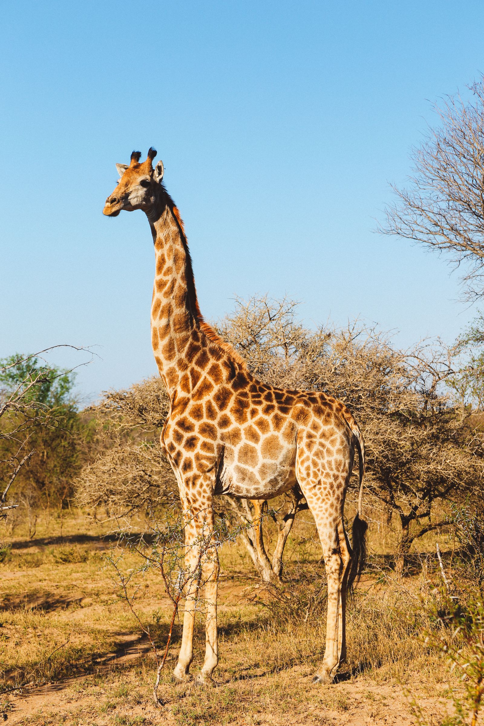 Midnight Lions, Skittish Giraffes And The Deadliest Of The Safari Big 5 In South Africa (41)