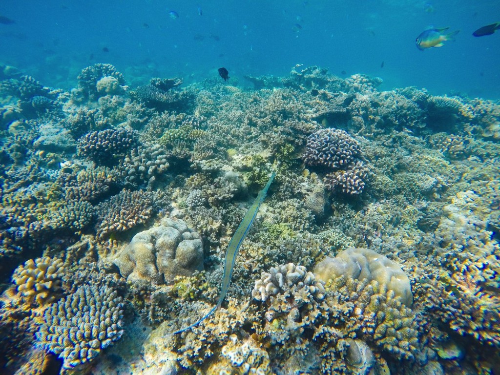 Swimming With Sharks And Turtles In The Maldives - Hand Luggage Only ...