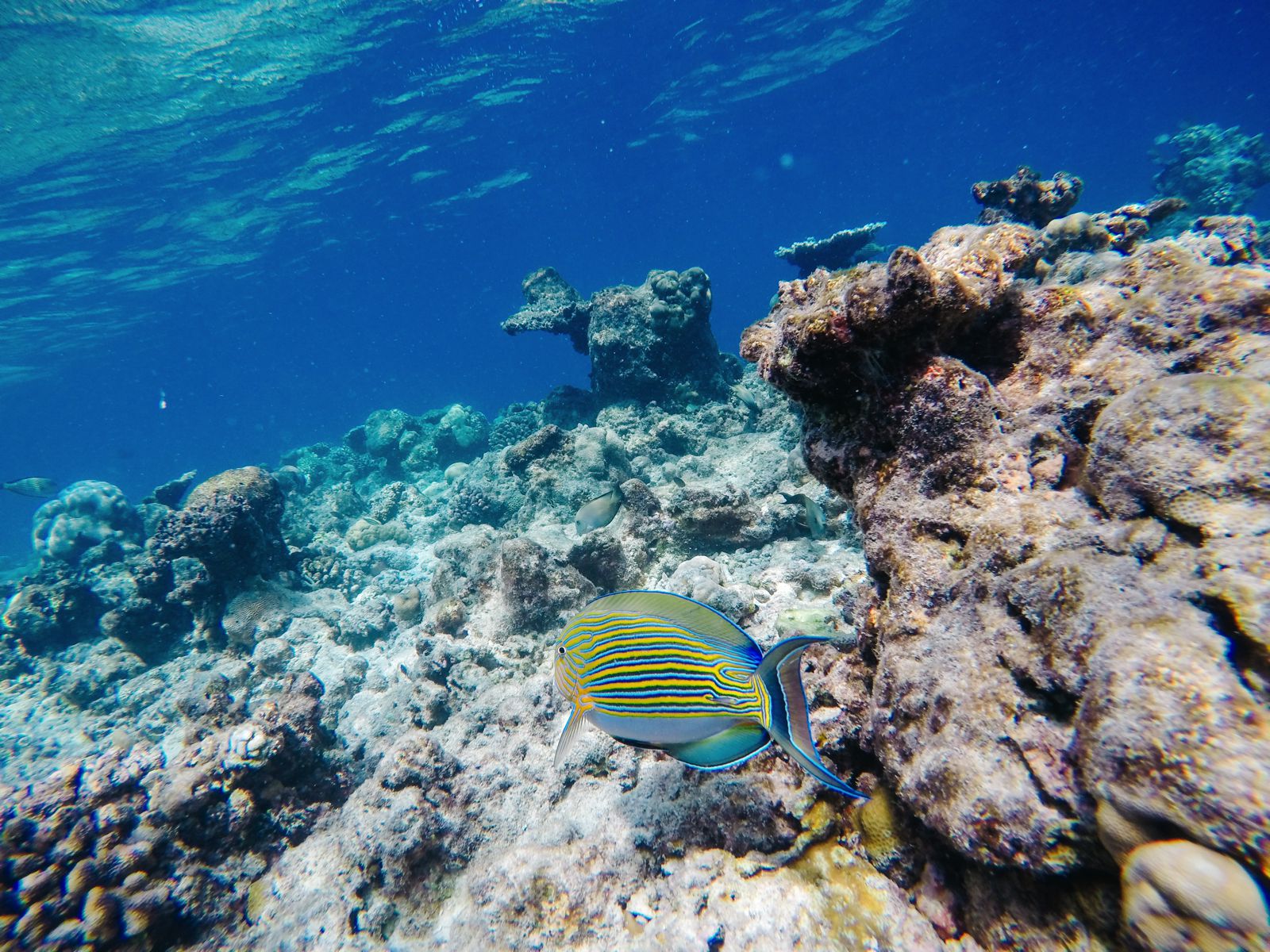 Reef Explorers In The Maldives (12)