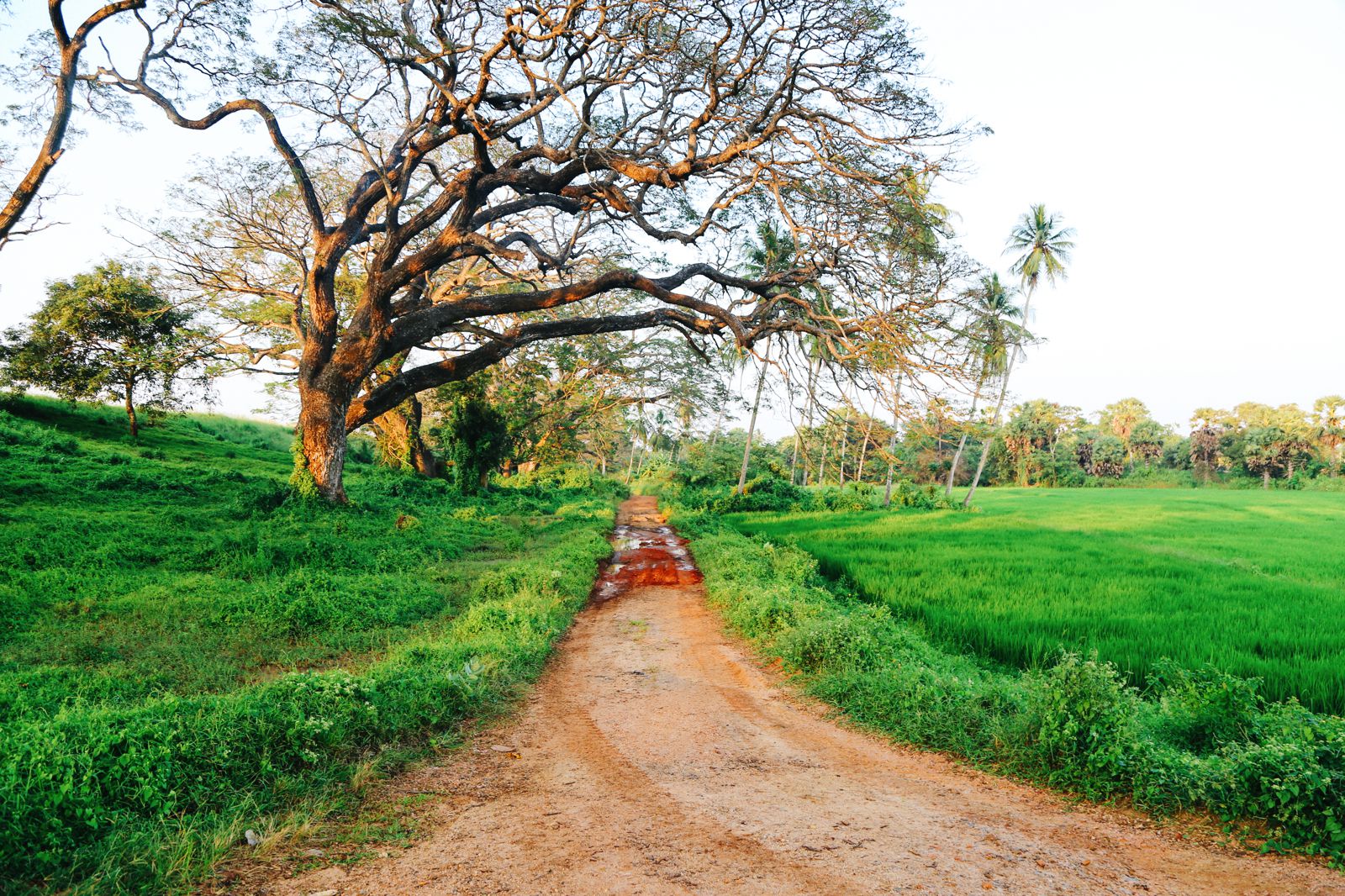 Exploring Anuradhapura A Journey Through Sri Lanka S Ancient City 2024   IMG 4046 