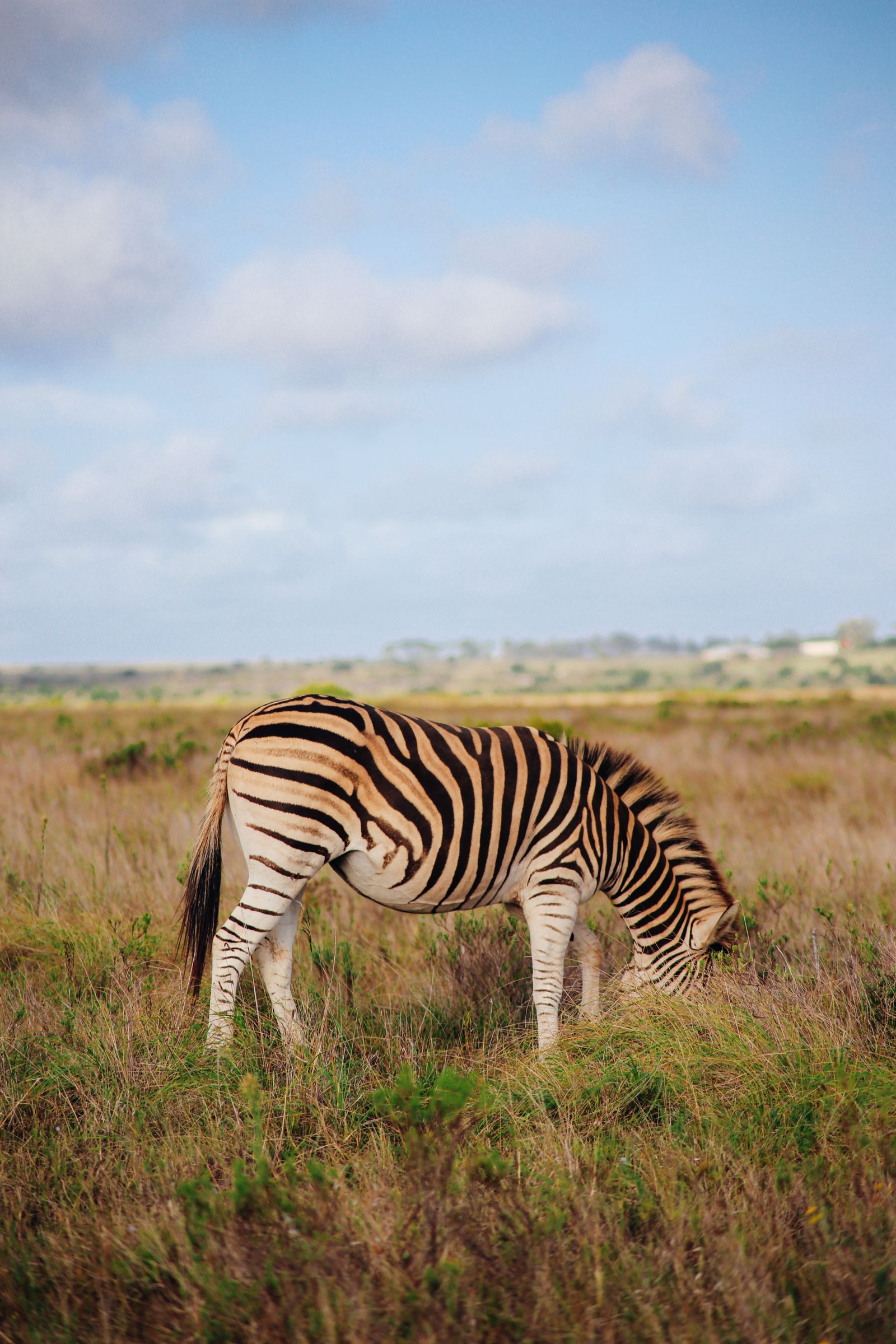 An Afternoon In Addo Elephant Park - A South African Must-Do! - Hand