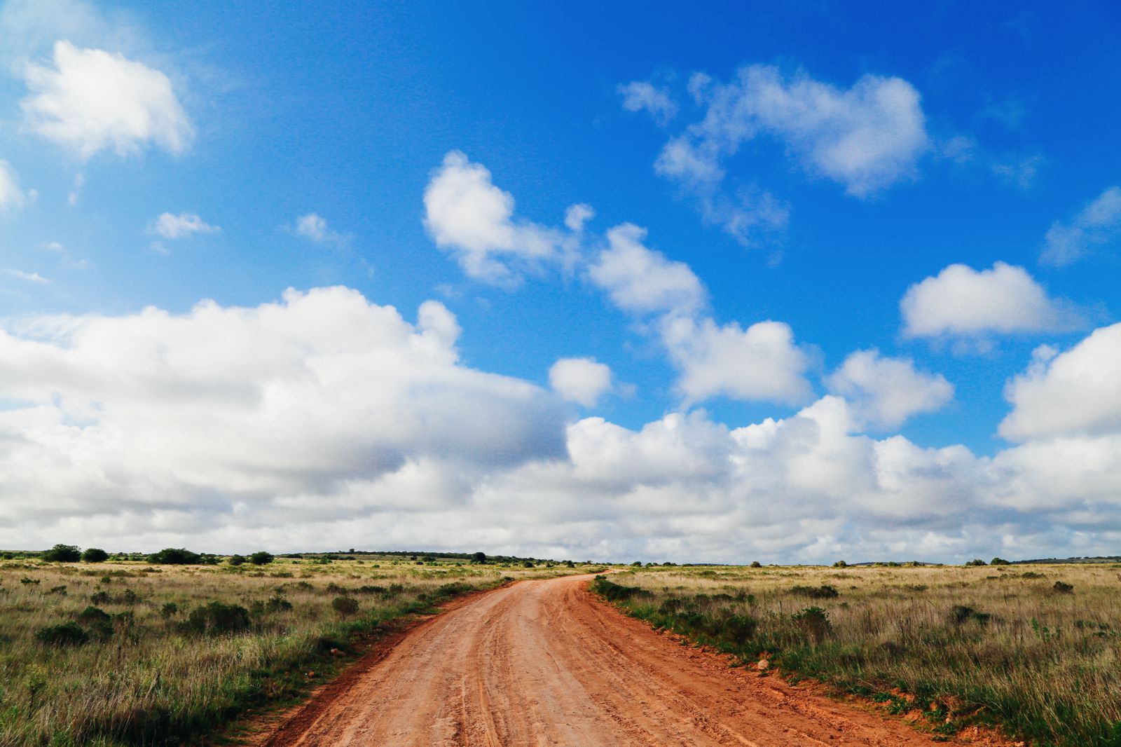 An Afternoon In Addo Elephant Park - A South African Must-Do! - Hand