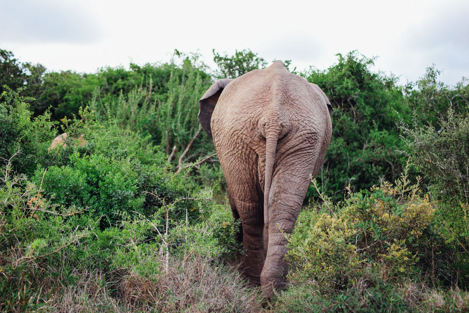 An Afternoon In Addo Elephant Park - A South African Must-Do! - Hand