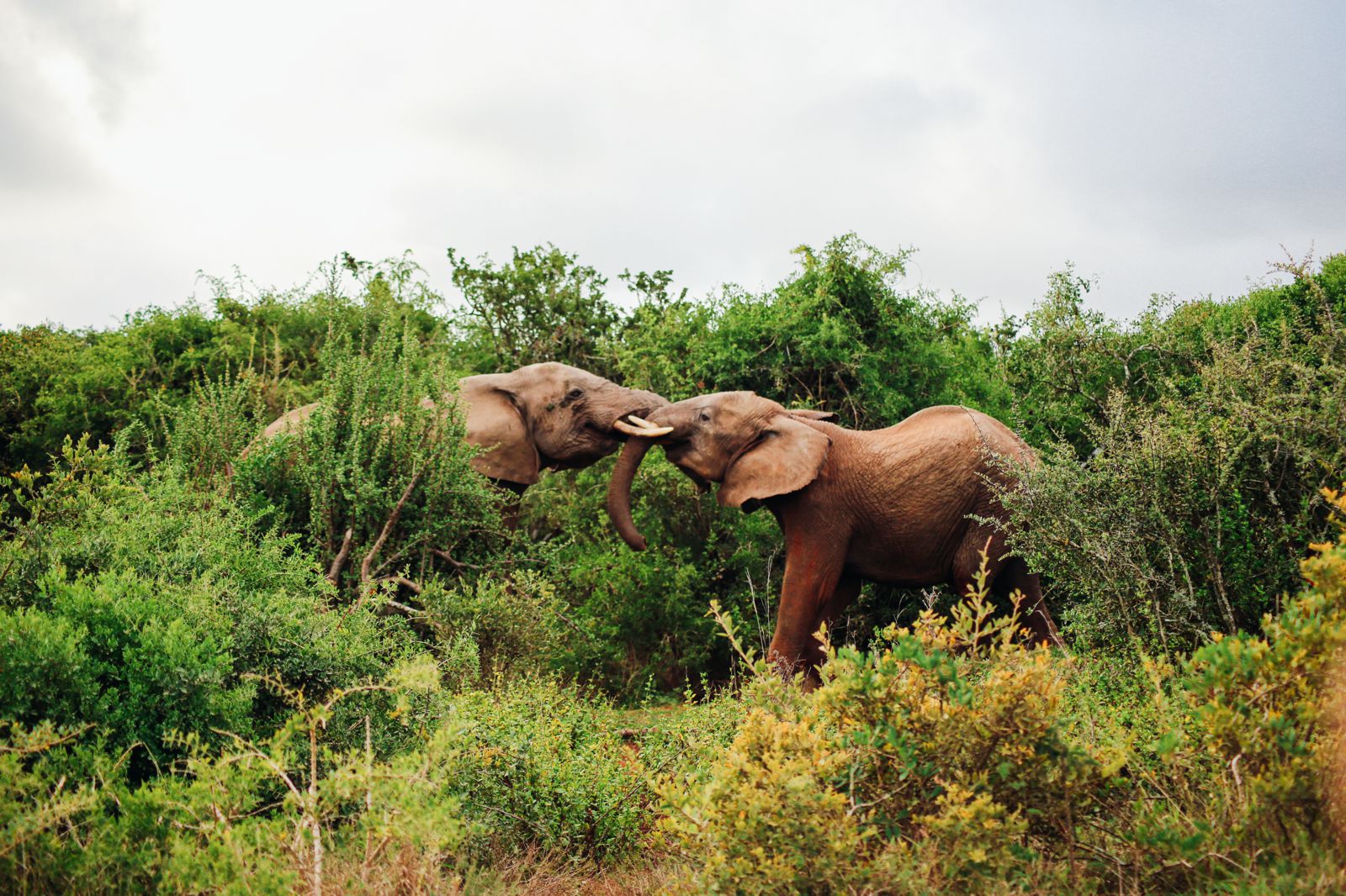 An Afternoon In Addo Elephant Park - A South African Must-Do! - Hand