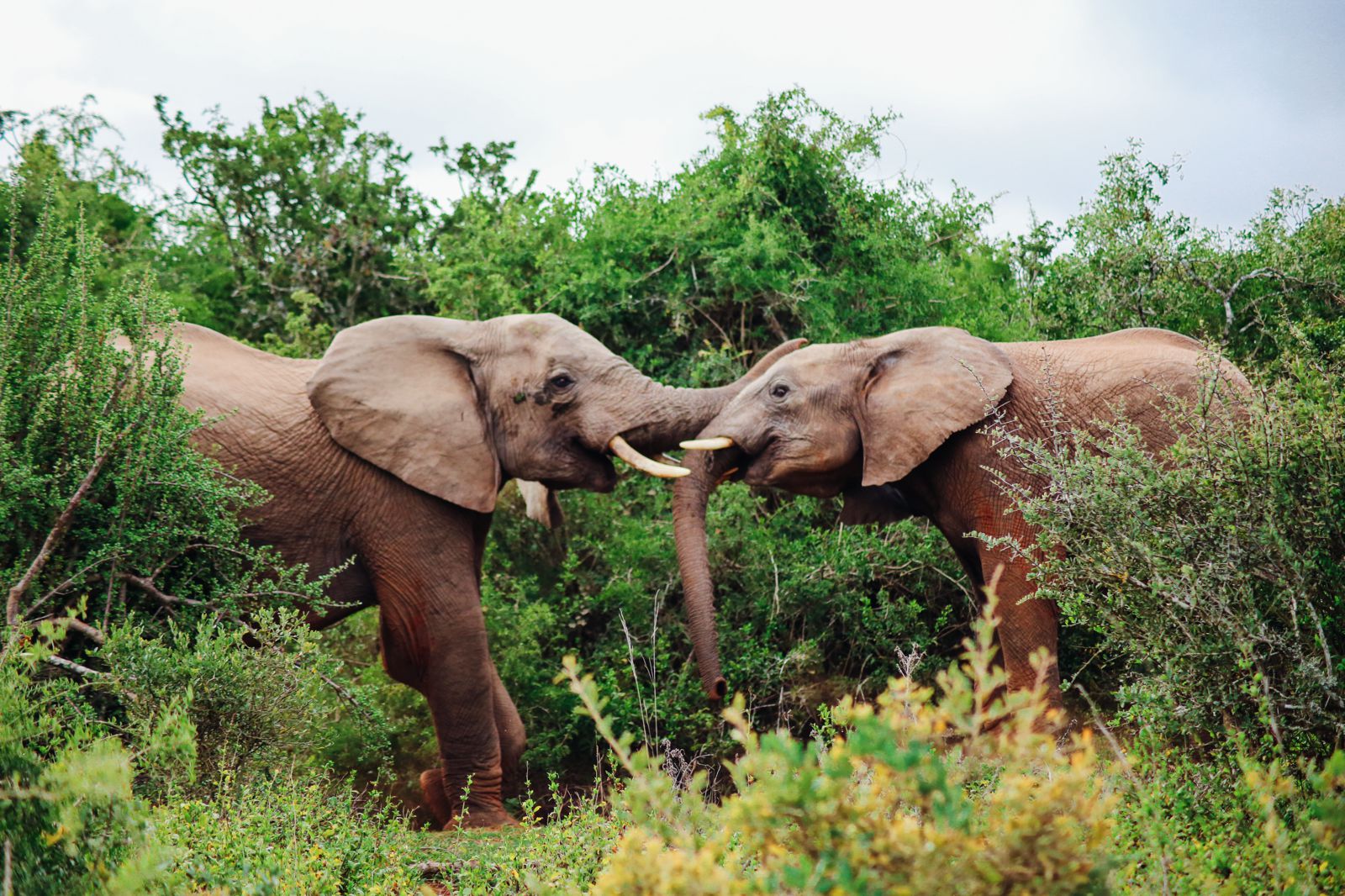 An Afternoon In Addo Elephant Park - A South African Must-Do! - Hand