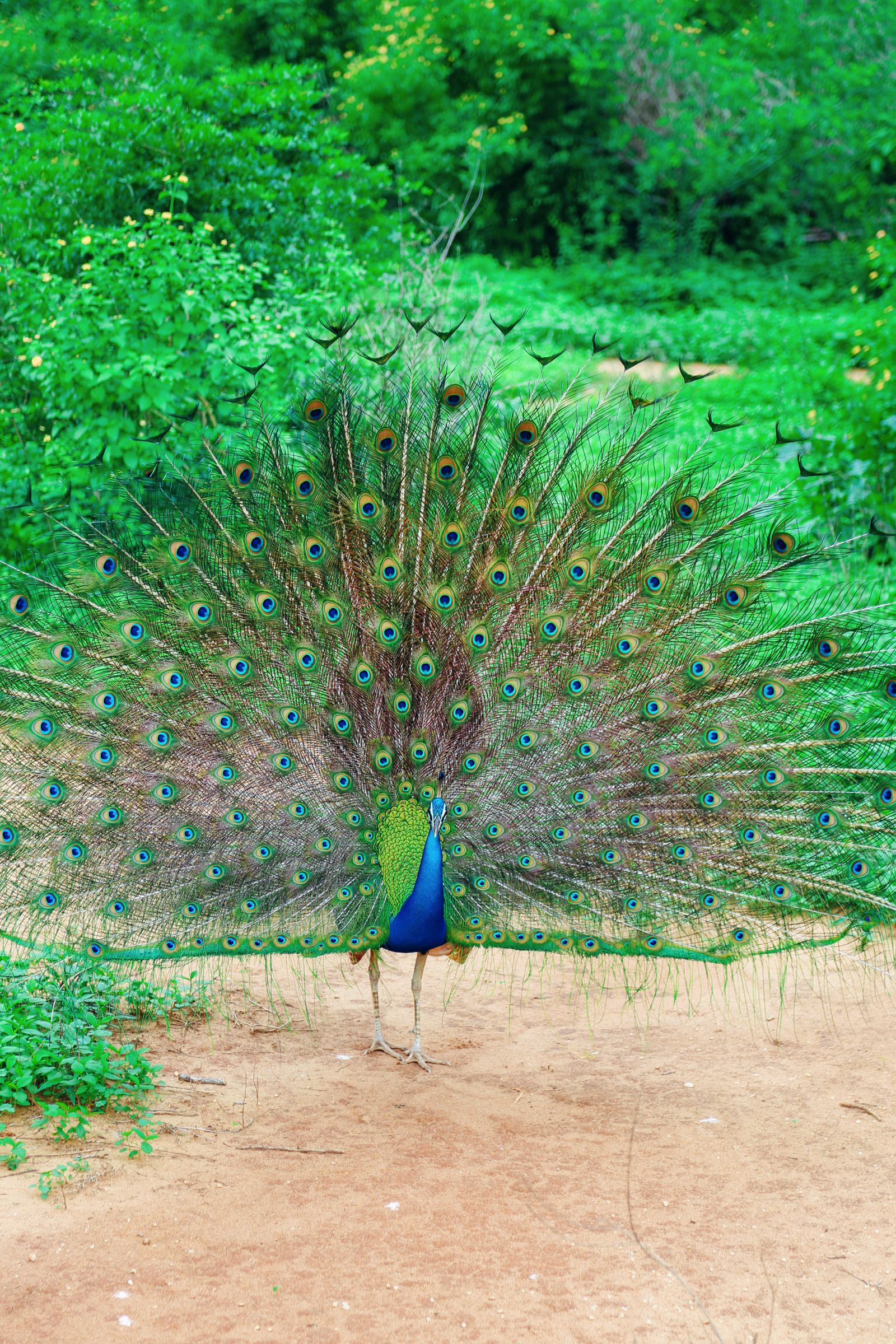 A Taste Of Sri Lanka... - Hand Luggage Only - Travel, Food ...