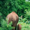 On Elephant Safari In Udawalawe, Sri Lanka
