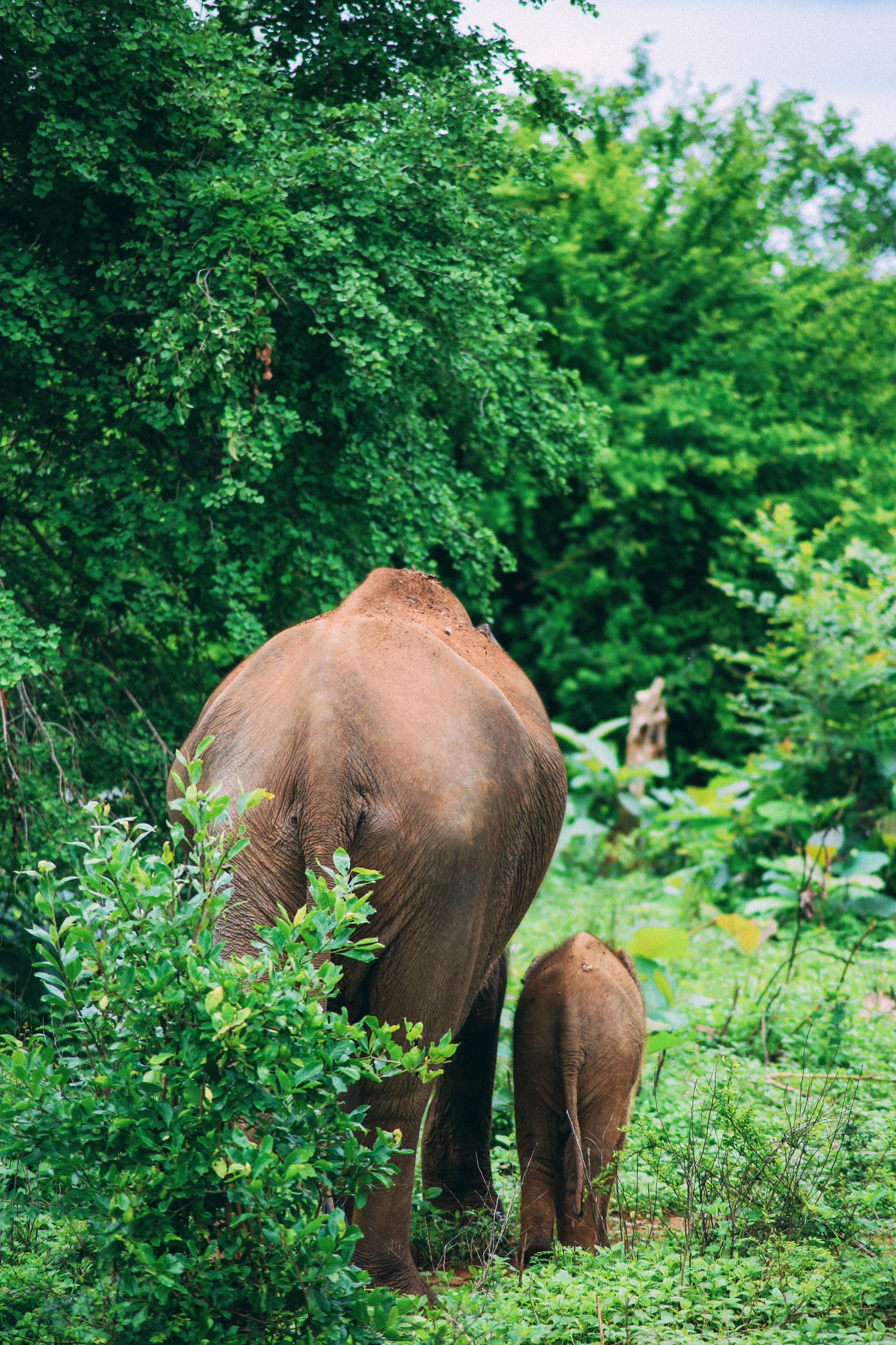 On Elephant Safari In Udawalawe, Sri Lanka (6)