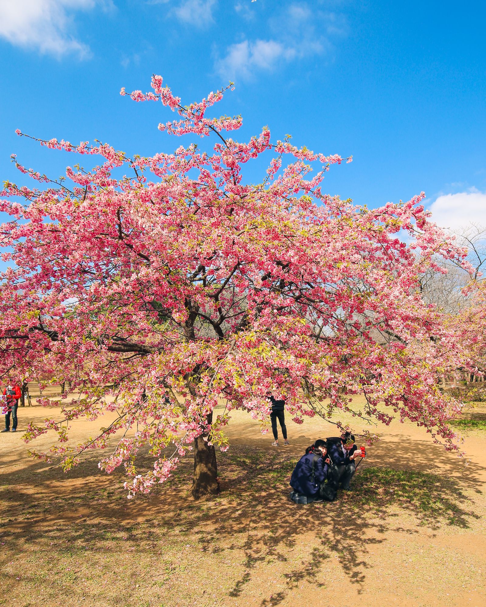 Video Exploring Tokyo s Harajuku Meiji Shrine And Cherry Blossoms video-exploring-tokyo-s-harajuku-meiji-shrine-and-cherry-blossoms