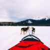 Dog Sledding In Jasper And Ice Hockey In Edmonton, Canada