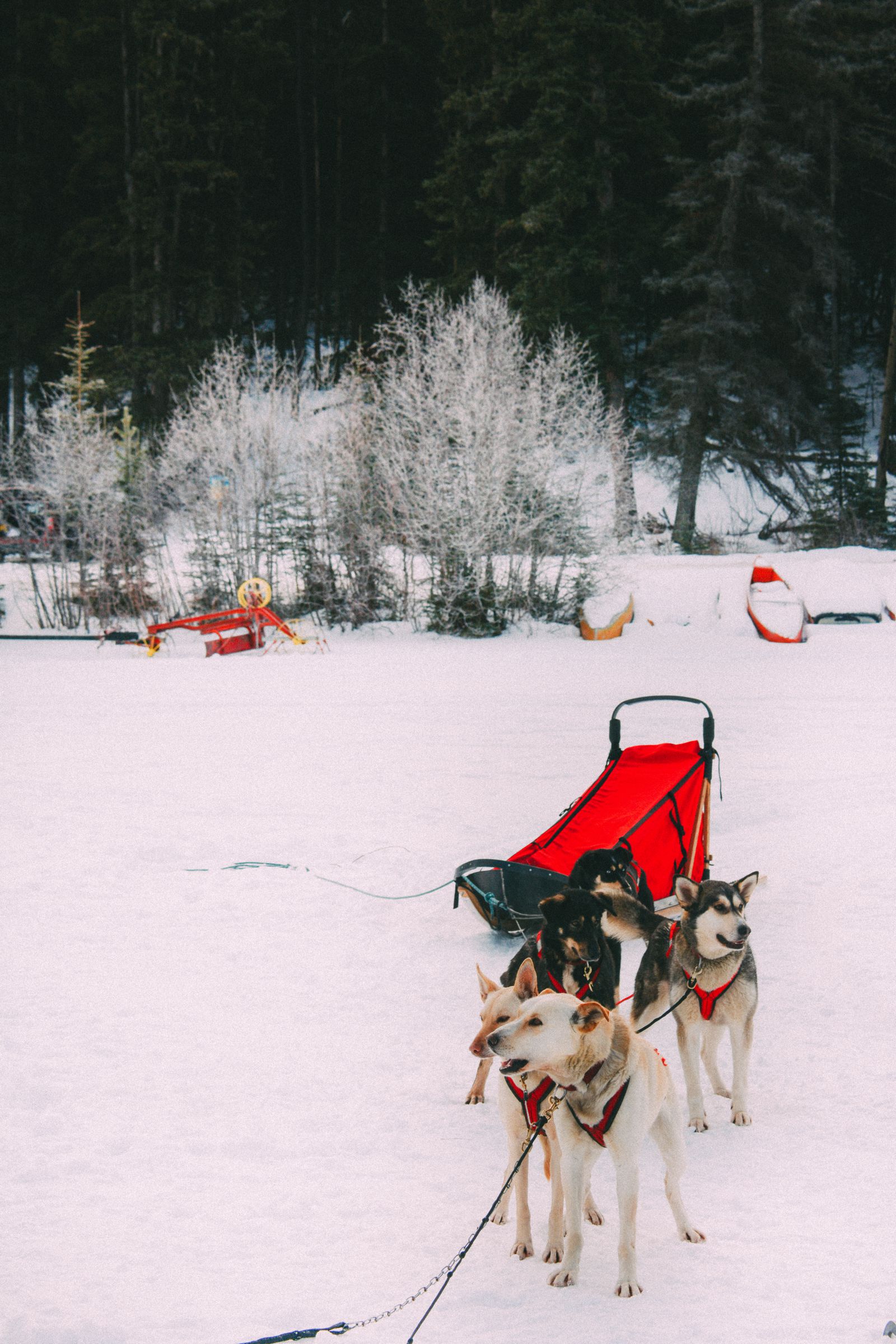 Dog Sledding In Jasper And Ice Hockey In Edmonton 2 Canadian 'MustDo