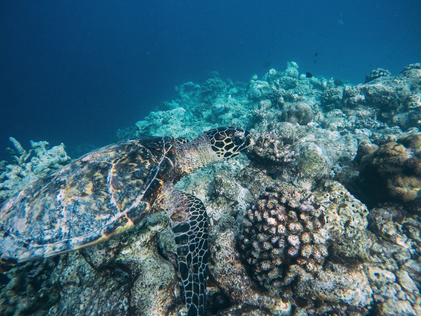 Swimming With Wild Turtles And Those Amazing Island Colours... At ...