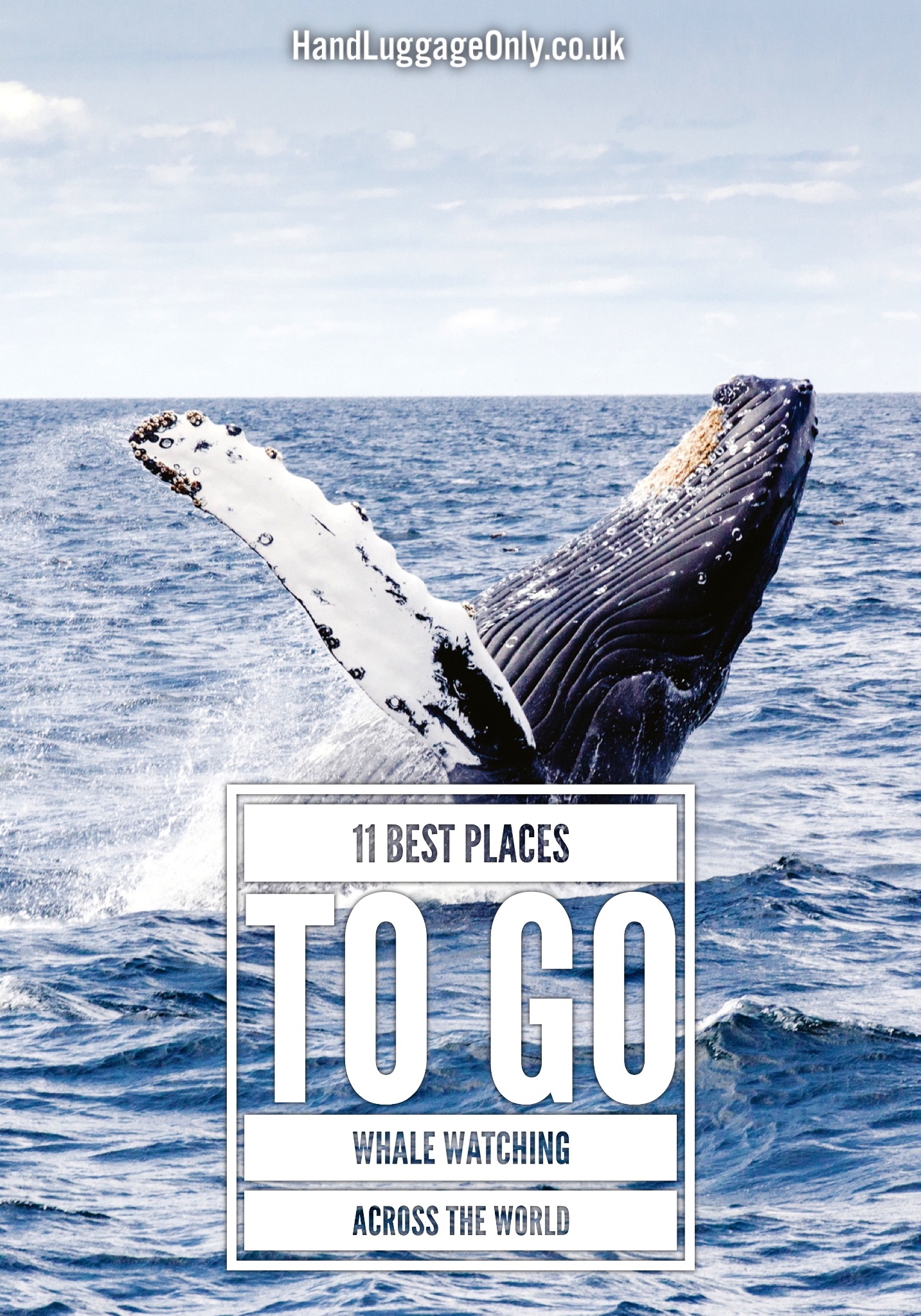 11 of The Best Places To Go Whale Watching Across The World - Hand