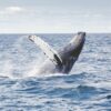 11 Best Places To Go Whale Watching In The World