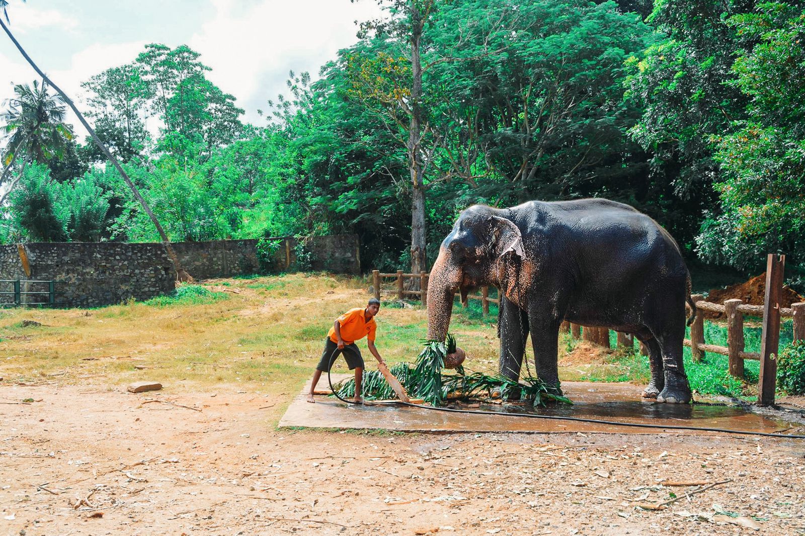 Heres Why You Should Never Visit Pinnawala Elephant - 