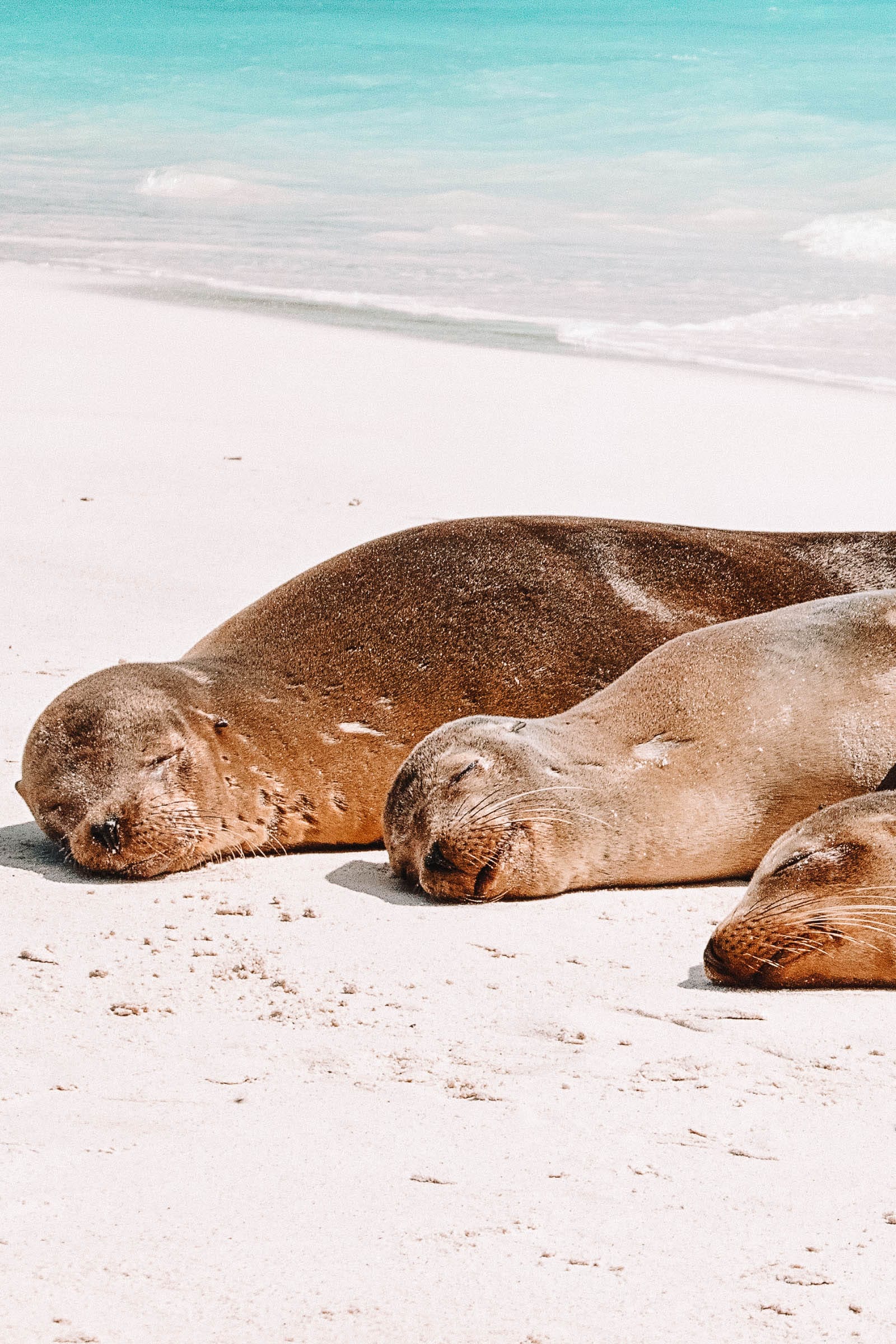 11 Unique Animals To See In The Galapagos Islands - Hand Luggage Only ...