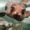 11 Unique Animals To See In The Galapagos Islands
