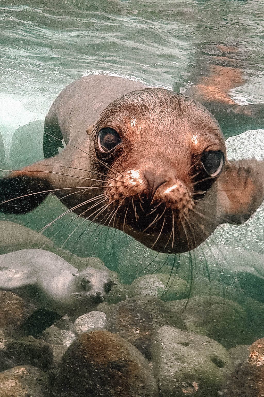 11 Unique Animals To See In The Galapagos Islands - Hand Luggage Only