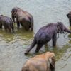 Here’s Why You Should Never Visit Pinnawala Elephant Orphanage In Sri Lanka