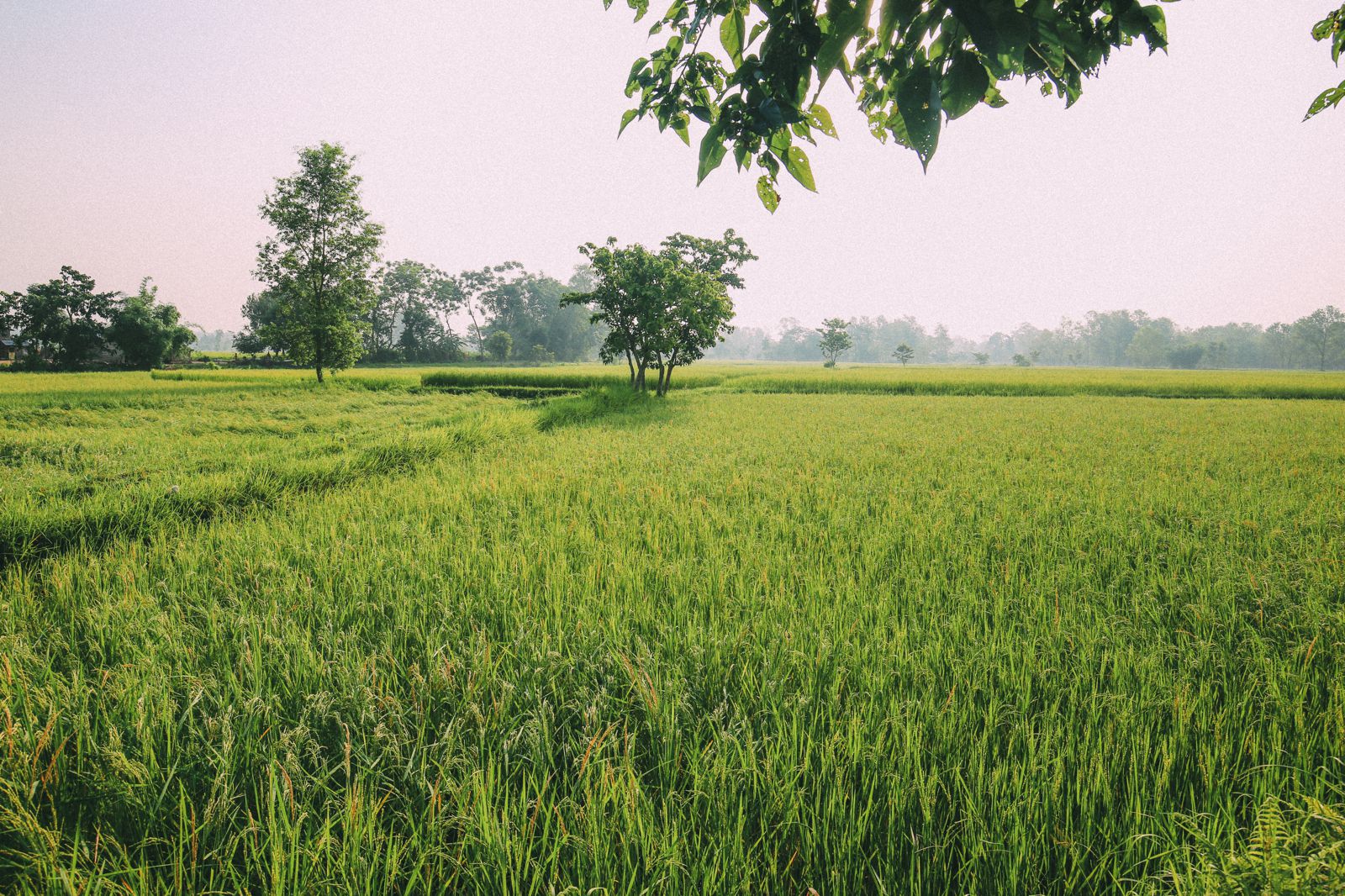 The Sights, Sounds And People Of Chitwan, Nepal - Hand Luggage Only ...