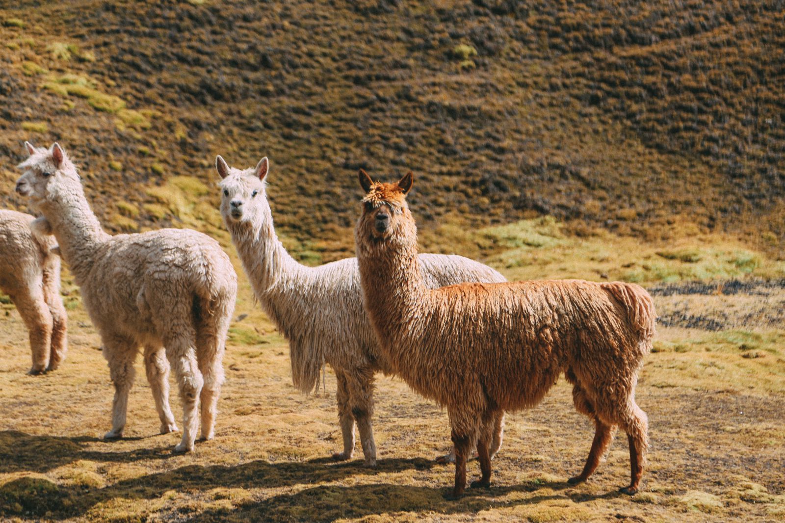 How To Visit Rainbow Mountain In Peru - Your Essential Guide - Hand ...