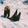 Finding Grizzly Bears On Grouse Mountain… In Vancouver, Canada