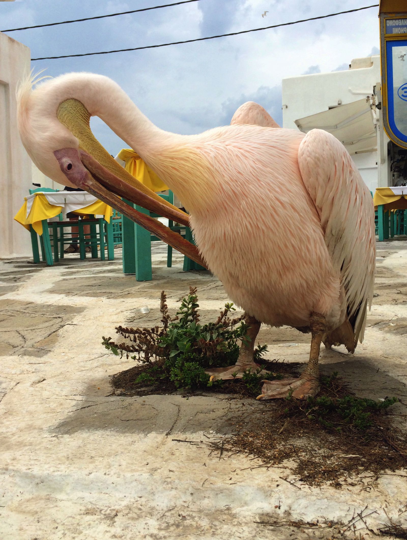 The Complete Guide On Things To See, Do And Eat In Mykonos, Greece (15)