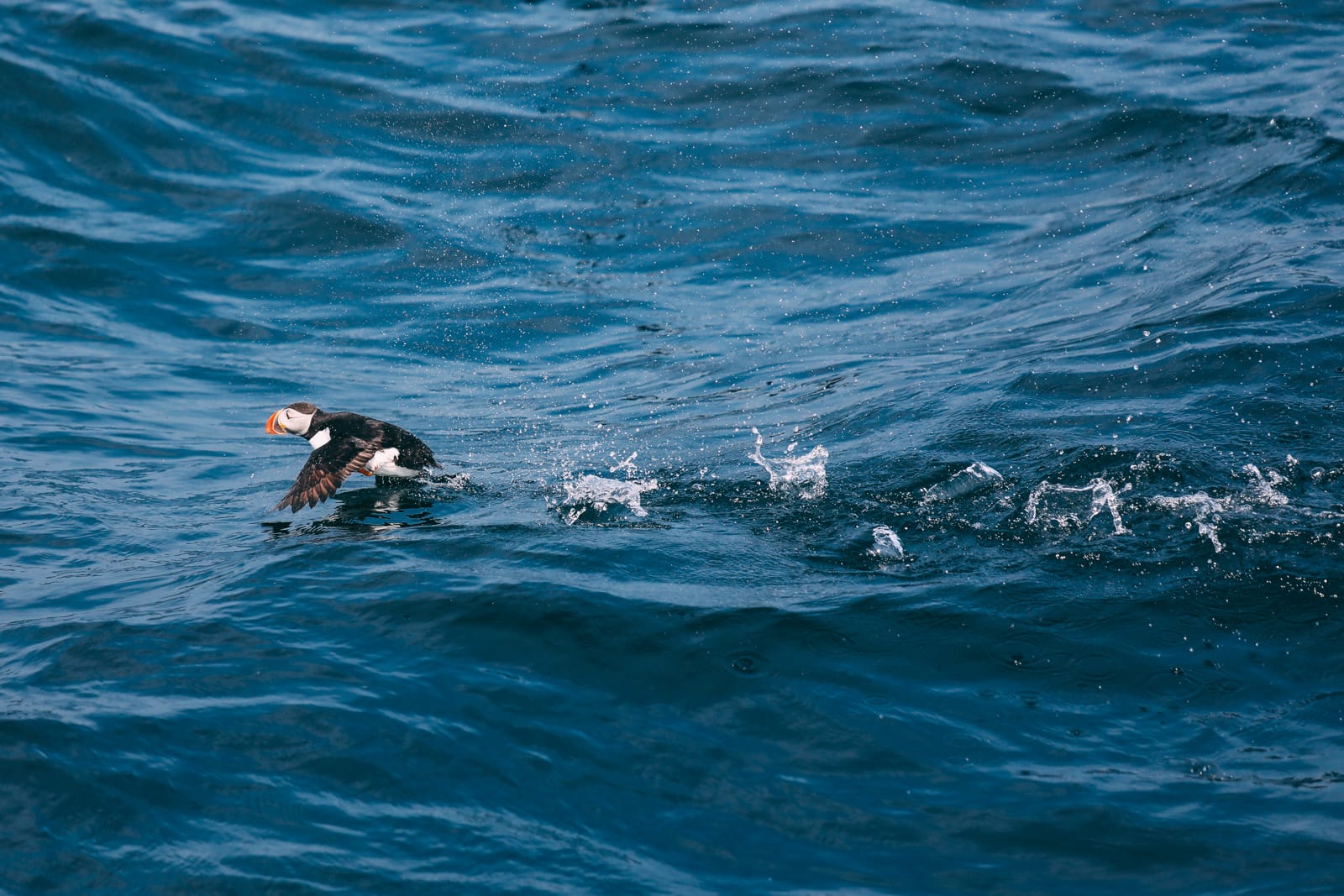 Searching For Puffins In Newfoundland, Canada (22)