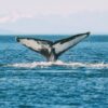 Humpback Whales, Glaciers And Northern Lights In Alaska
