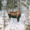 Finding Wild Moose And Skiing In Banff Sunshine Village, Canada