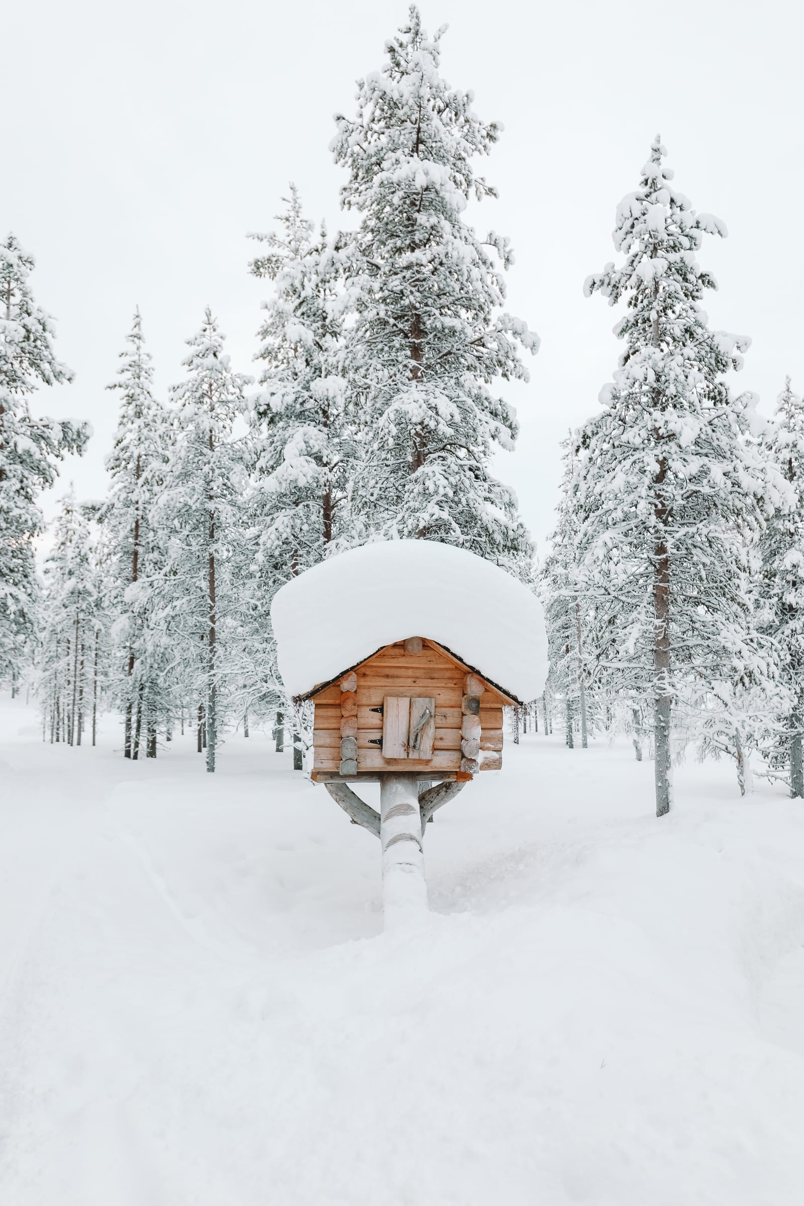 The Northern Lights Village And Star Arctic... In Lapland, Finland (12)