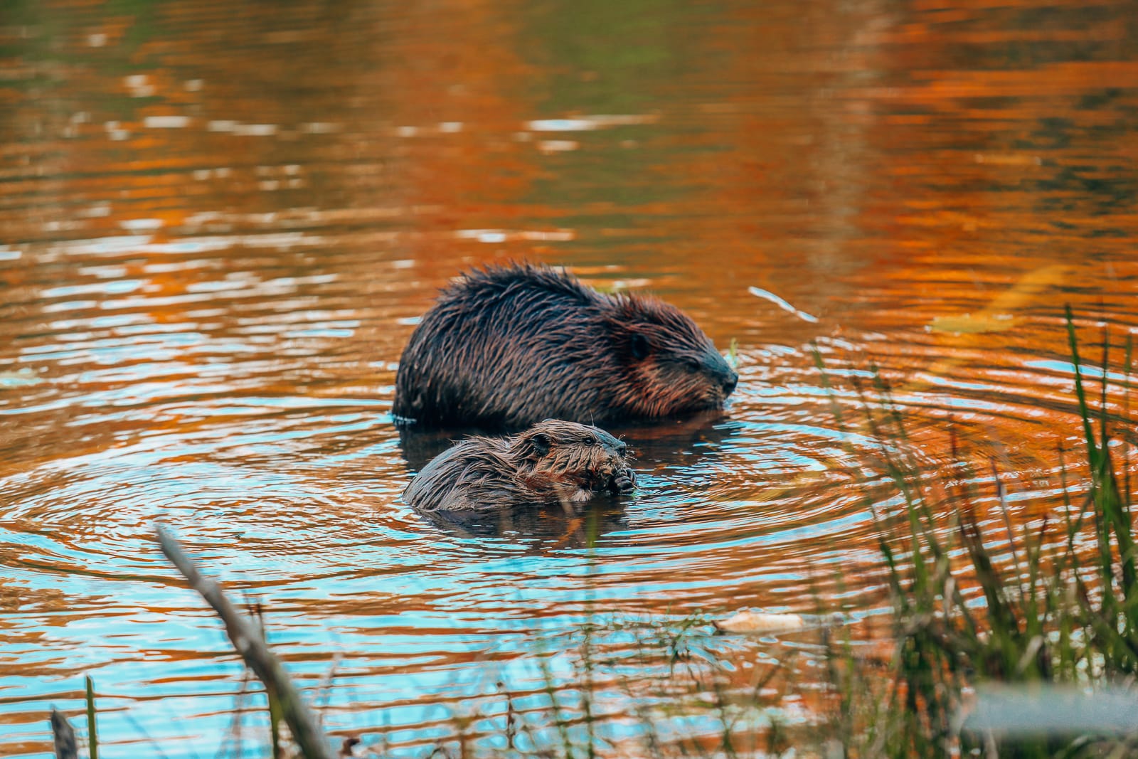 Getting Lost In Nature (And With Beavers) In Quebec, Canada (11)