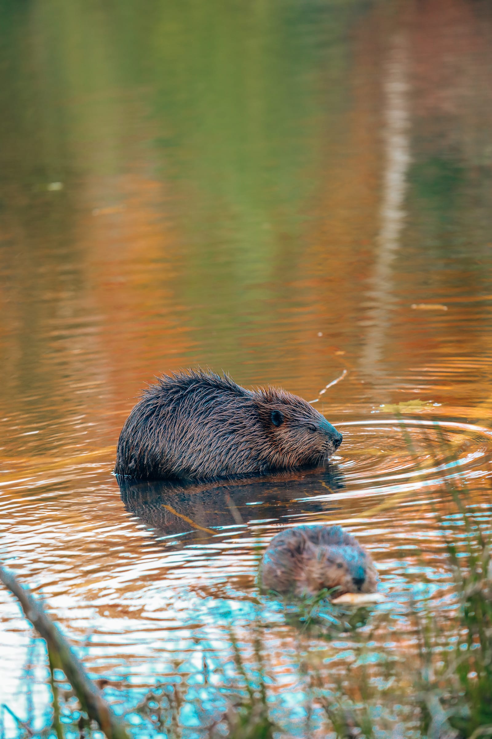 Getting Lost In Nature (And With Beavers) In Quebec, Canada (12)